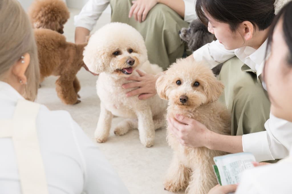 リラックスする犬
